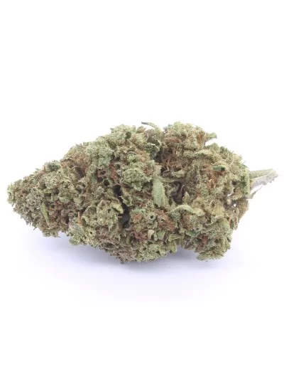 critical+ infiorescenza