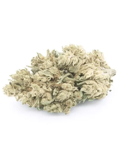 inflorescencia blanca cbg