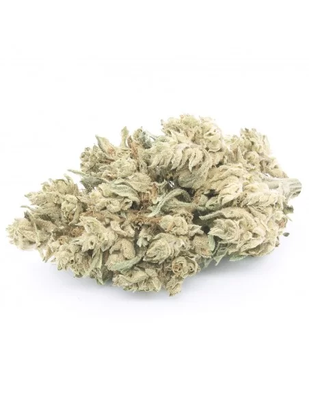 white cbg infiorescenza