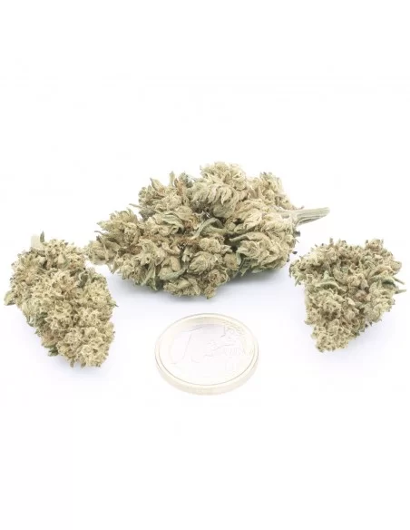 white cbg infiorescenze