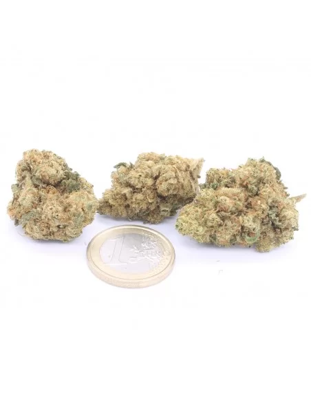 northern lights