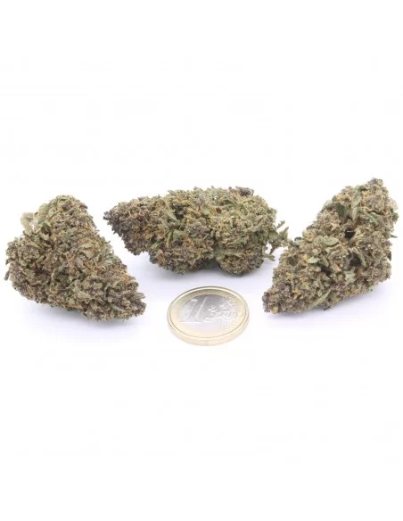 purple queen infiorescenze
