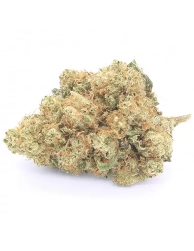 northern lights