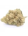 northern lights
