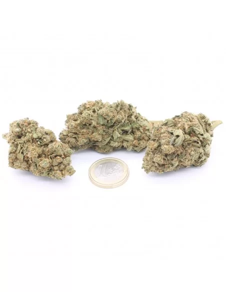 gorilla glue infiorescenze
