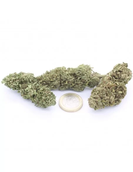 bubblegum og infiorescenze