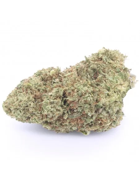 orange bud infiorescenza