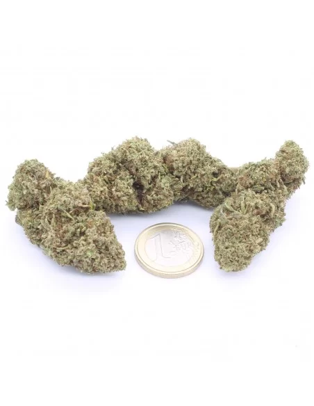 orange bud infiorescenze