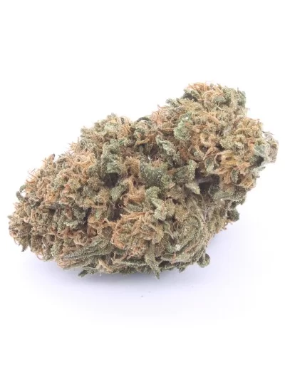 og kush infiorescenza