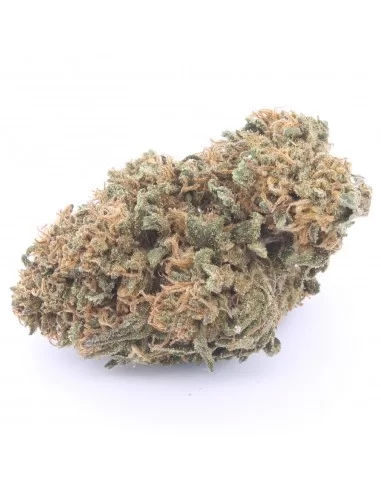og kush infiorescenza