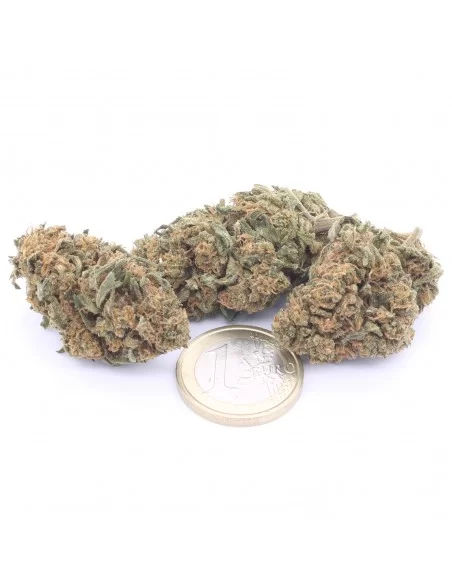 og kush infiorescenze