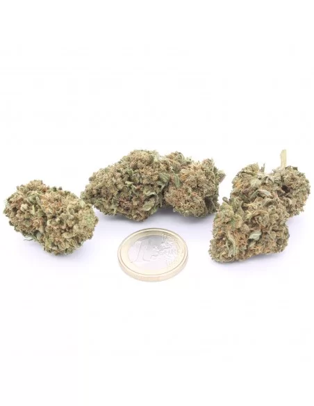 amnesia haze infiorescenze