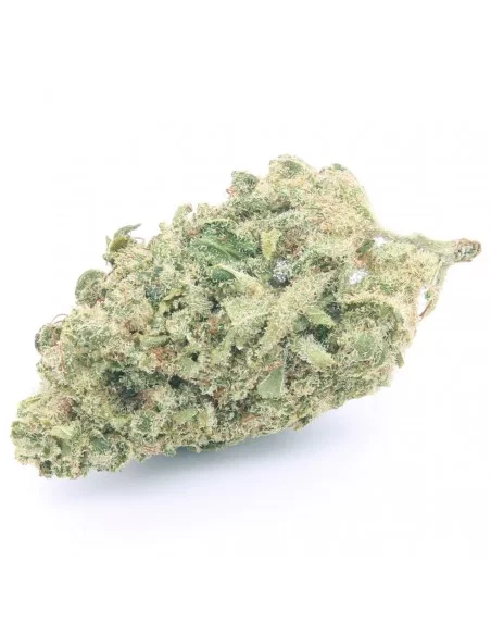 white widow infiorescenza