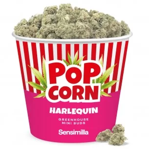 Harlequin Popcorn