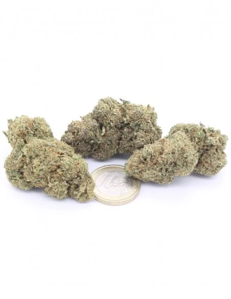gelato 41