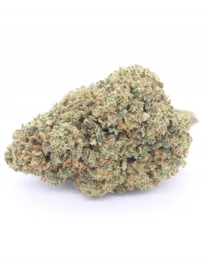 gelato 41