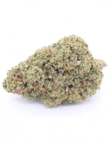 gelato 41