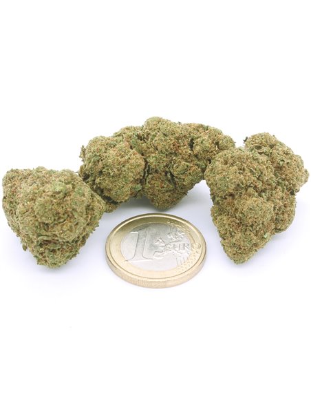 super silver haze cime