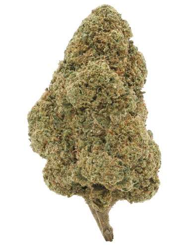 super silver haze cima singola