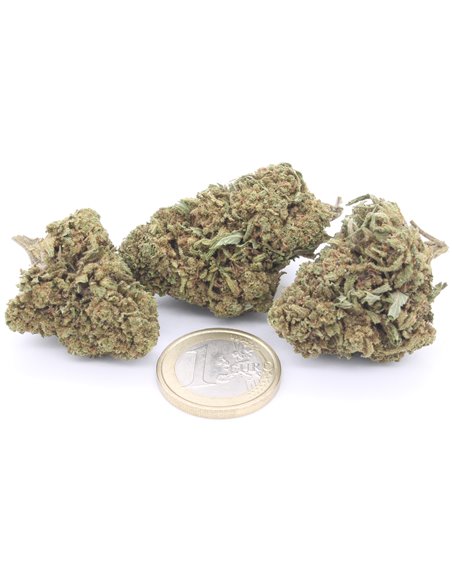 Critical+ inforescenza