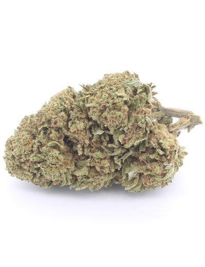 Critical+ inforescenza