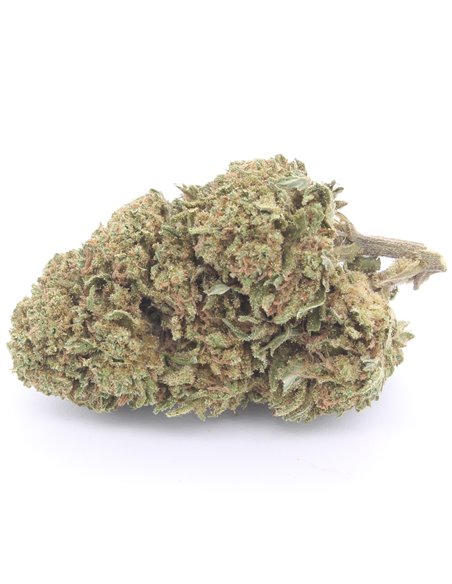 Critical+ inforescenza