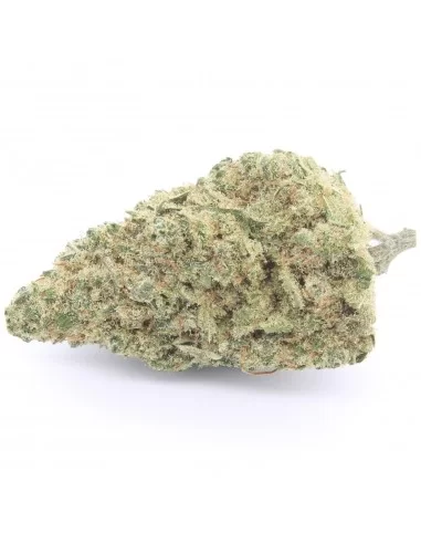 Girl Scout Cookies