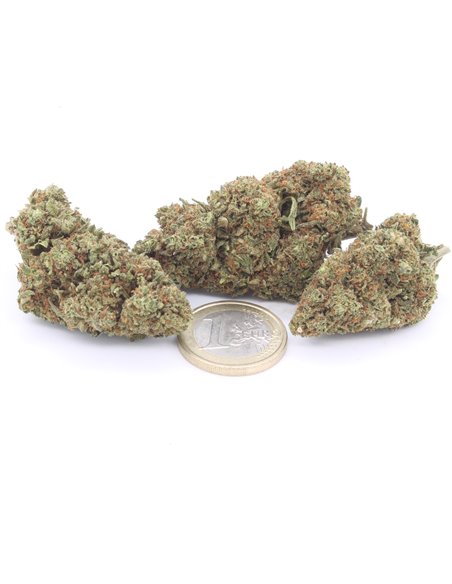blue dream multipla