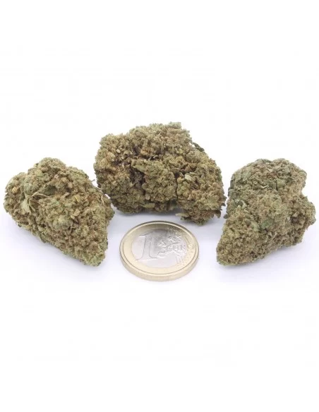 amnesia haze infiorescenza