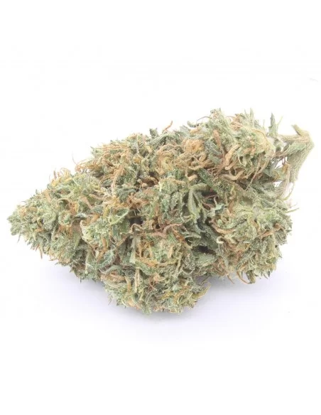 orange bud infiorescenza