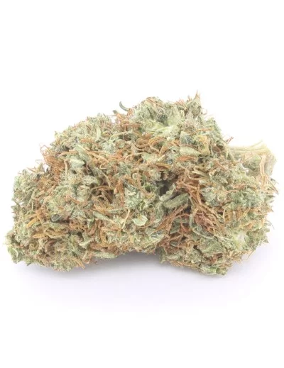 Critical+ inforescenza