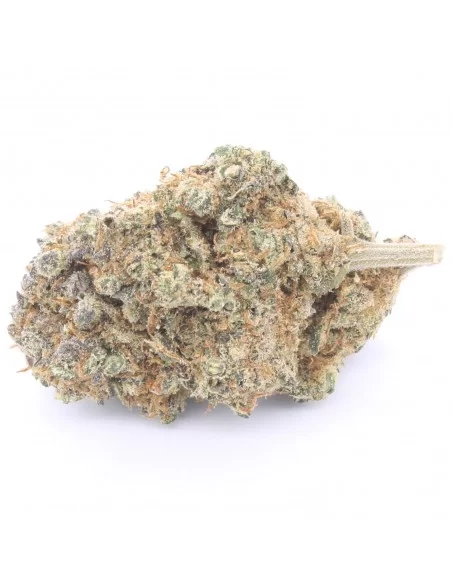 og kush infiorescenza