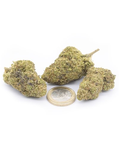 girl scout cookies infiorescenze