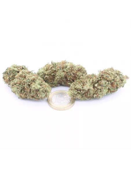 lemon haze infiorescenza