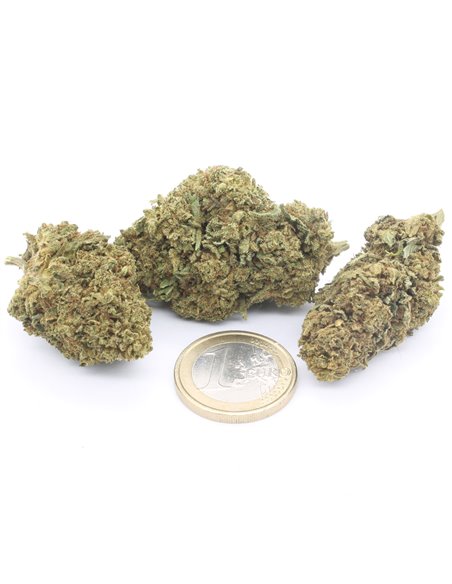 critical infiorescenza