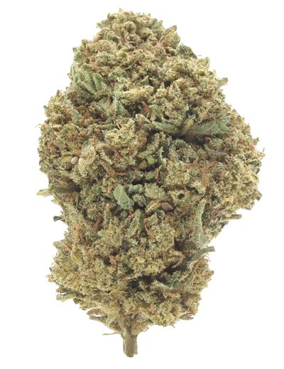 critical infiorescenza