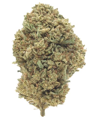 critical infiorescenza