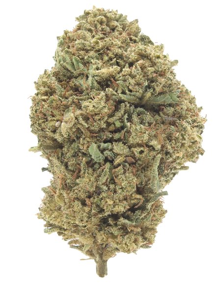 critical infiorescenza