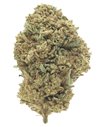 critical infiorescenza