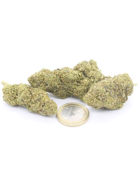 girl scout cookies infiorescenza