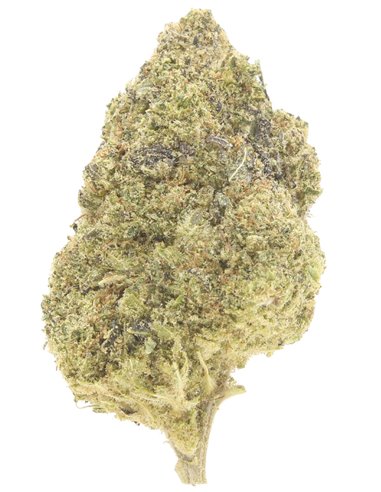 girl scout cookies infiorescenza