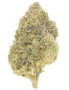 girl scout cookies infiorescenza
