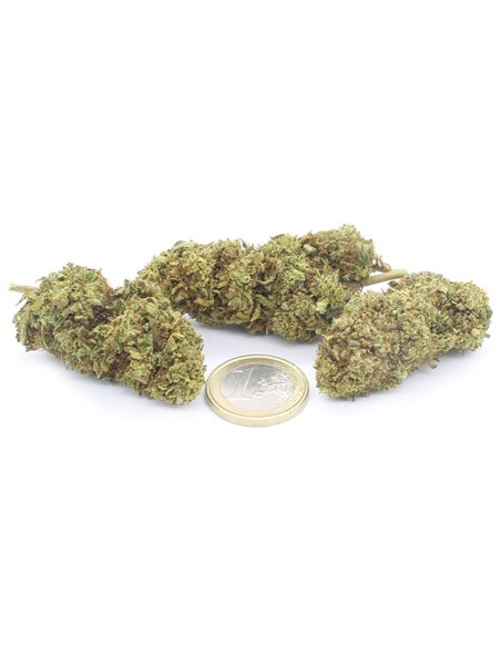 lemon haze infiorescenza