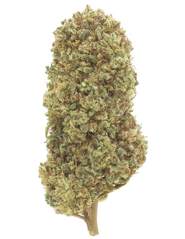 lemon haze infiorescenza