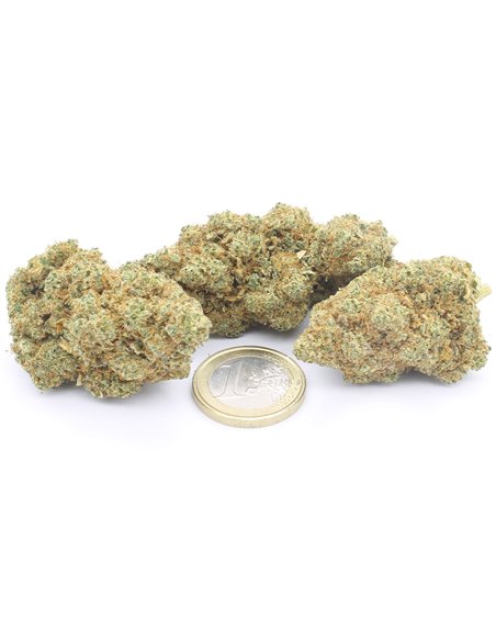 lime cookie infiorescenza