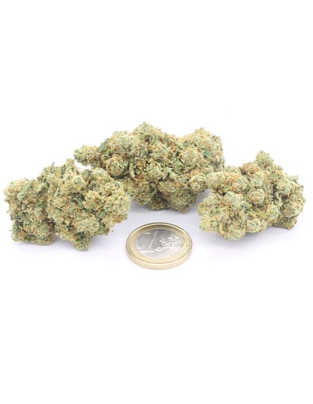 ak47 infiorescenza