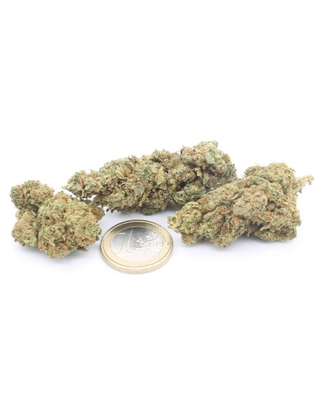 gorilla glue infiorescenza