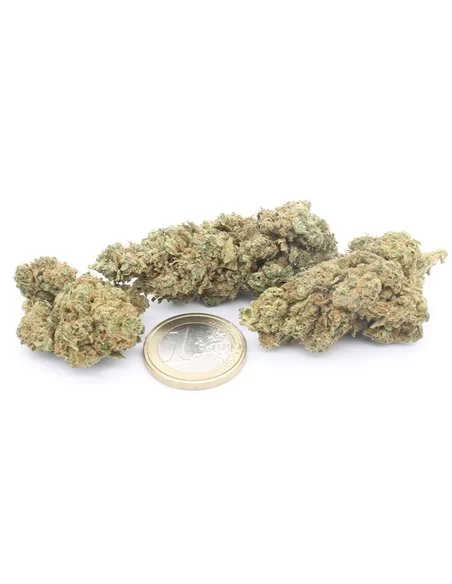 gorilla glue infiorescenza