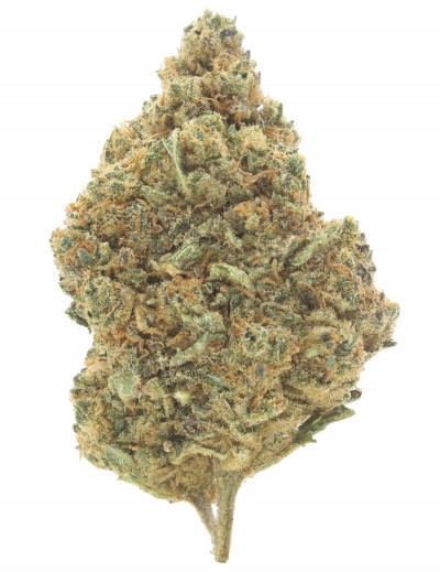 gorilla glue infiorescenza