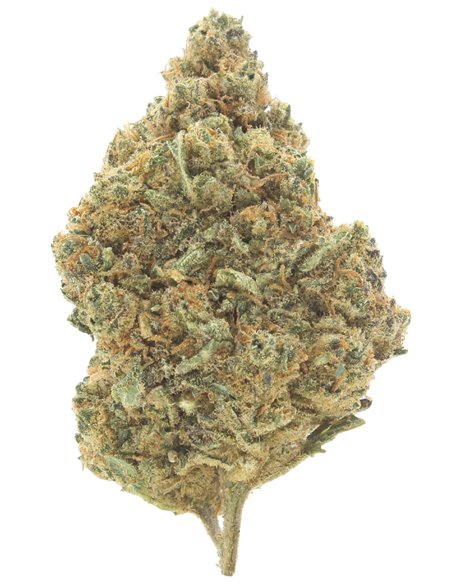 gorilla glue infiorescenza